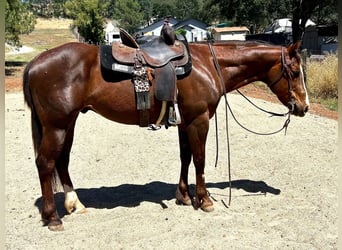 Caballo cuarto de milla, Caballo castrado, 6 años, 152 cm, Alazán-tostado