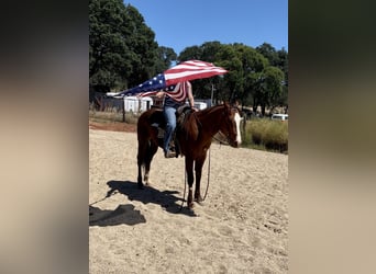 Caballo cuarto de milla, Caballo castrado, 6 años, 152 cm, Alazán-tostado