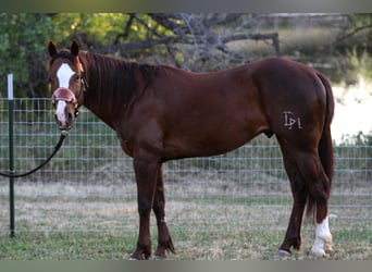 Caballo cuarto de milla, Caballo castrado, 6 años, 152 cm, Alazán-tostado