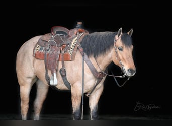 Caballo cuarto de milla, Caballo castrado, 6 años, 152 cm, Bayo