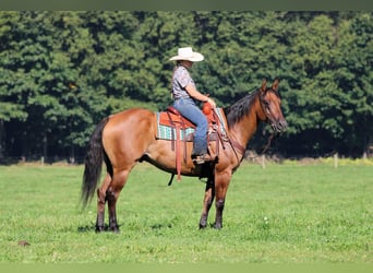 Caballo cuarto de milla, Caballo castrado, 6 años, 152 cm, Bayo