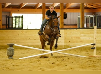 Caballo cuarto de milla, Caballo castrado, 6 años, 152 cm, Bayo