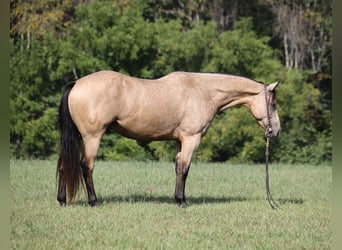 Caballo cuarto de milla, Caballo castrado, 6 años, 152 cm, Buckskin/Bayo