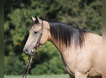 Caballo cuarto de milla, Caballo castrado, 6 años, 152 cm, Buckskin/Bayo
