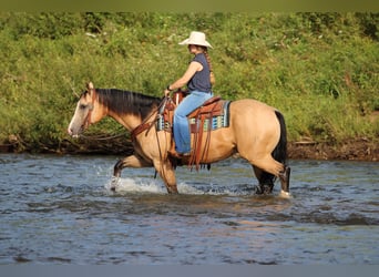 Caballo cuarto de milla, Caballo castrado, 6 años, 152 cm, Buckskin/Bayo