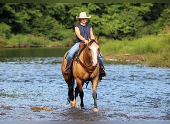 Caballo cuarto de milla, Caballo castrado, 6 años, 152 cm, Buckskin/Bayo