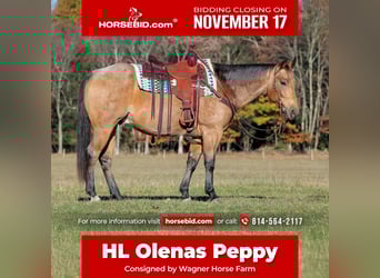 Caballo cuarto de milla, Caballo castrado, 6 años, 152 cm, Buckskin/Bayo