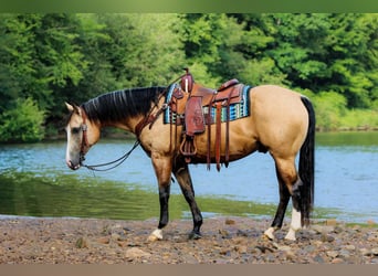 Caballo cuarto de milla, Caballo castrado, 6 años, 152 cm, Buckskin/Bayo
