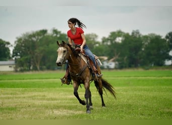 Caballo cuarto de milla, Caballo castrado, 6 años, 152 cm, Buckskin/Bayo