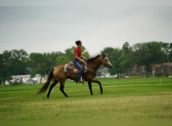 Caballo cuarto de milla, Caballo castrado, 6 años, 152 cm, Buckskin/Bayo