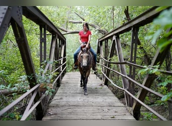 Caballo cuarto de milla, Caballo castrado, 6 años, 152 cm, Buckskin/Bayo