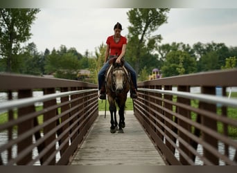Caballo cuarto de milla, Caballo castrado, 6 años, 152 cm, Buckskin/Bayo