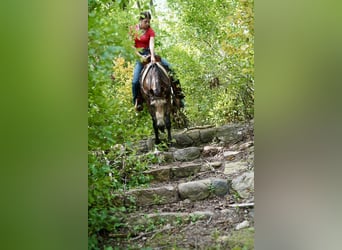 Caballo cuarto de milla, Caballo castrado, 6 años, 152 cm, Buckskin/Bayo