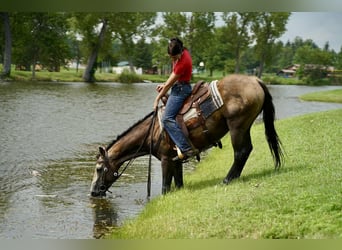 Caballo cuarto de milla, Caballo castrado, 6 años, 152 cm, Buckskin/Bayo