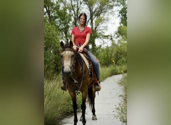Caballo cuarto de milla, Caballo castrado, 6 años, 152 cm, Buckskin/Bayo
