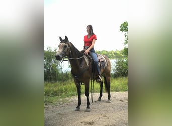 Caballo cuarto de milla, Caballo castrado, 6 años, 152 cm, Buckskin/Bayo