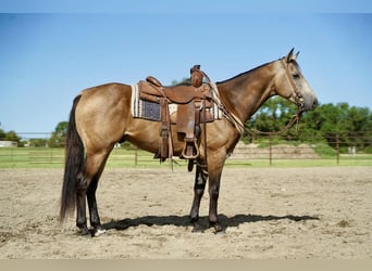 Caballo cuarto de milla, Caballo castrado, 6 años, 152 cm, Buckskin/Bayo