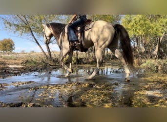 Caballo cuarto de milla, Caballo castrado, 6 años, 152 cm, Buckskin/Bayo
