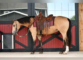 Caballo cuarto de milla, Caballo castrado, 6 años, 152 cm, Buckskin/Bayo