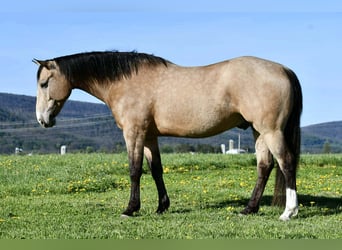 Caballo cuarto de milla, Caballo castrado, 6 años, 152 cm, Buckskin/Bayo
