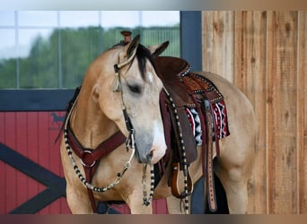 Caballo cuarto de milla, Caballo castrado, 6 años, 152 cm, Buckskin/Bayo