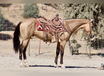 Caballo cuarto de milla, Caballo castrado, 6 años, 152 cm, Buckskin/Bayo