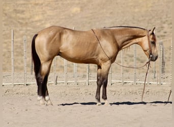 Caballo cuarto de milla, Caballo castrado, 6 años, 152 cm, Buckskin/Bayo