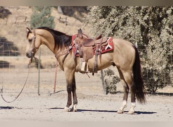 Caballo cuarto de milla, Caballo castrado, 6 años, 152 cm, Buckskin/Bayo