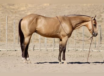 Caballo cuarto de milla, Caballo castrado, 6 años, 152 cm, Buckskin/Bayo
