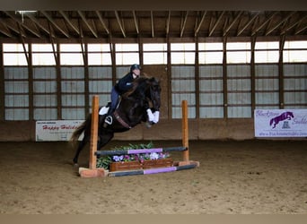 Caballo cuarto de milla, Caballo castrado, 6 años, 152 cm, Castaño