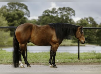 Caballo cuarto de milla, Caballo castrado, 6 años, 152 cm, Castaño rojizo