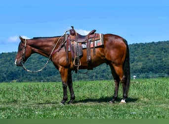 Caballo cuarto de milla, Caballo castrado, 6 años, 152 cm, Castaño rojizo