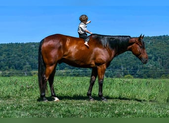 Caballo cuarto de milla, Caballo castrado, 6 años, 152 cm, Castaño rojizo