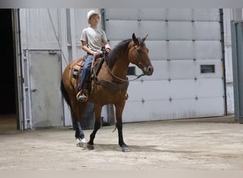 Caballo cuarto de milla, Caballo castrado, 6 años, 152 cm, Castaño rojizo