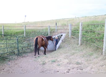 Caballo cuarto de milla, Caballo castrado, 6 años, 152 cm, Castaño rojizo