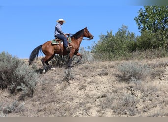 Caballo cuarto de milla, Caballo castrado, 6 años, 152 cm, Castaño rojizo