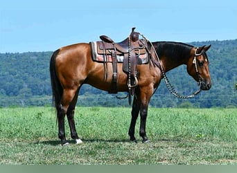 Caballo cuarto de milla, Caballo castrado, 6 años, 152 cm, Castaño rojizo
