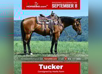 Caballo cuarto de milla, Caballo castrado, 6 años, 152 cm, Castaño rojizo