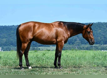 Caballo cuarto de milla, Caballo castrado, 6 años, 152 cm, Castaño rojizo
