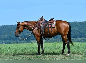 Caballo cuarto de milla, Caballo castrado, 6 años, 152 cm, Castaño rojizo