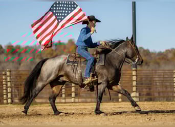 Caballo cuarto de milla, Caballo castrado, 6 años, 152 cm, Castaño-ruano