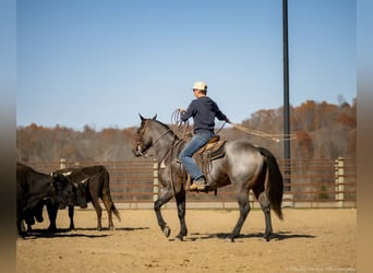 Caballo cuarto de milla, Caballo castrado, 6 años, 152 cm, Castaño-ruano