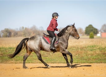 Caballo cuarto de milla, Caballo castrado, 6 años, 152 cm, Castaño-ruano