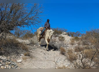 Caballo cuarto de milla, Caballo castrado, 6 años, 152 cm, Cremello