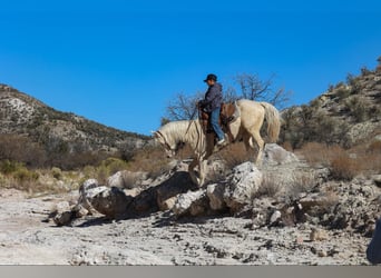 Caballo cuarto de milla, Caballo castrado, 6 años, 152 cm, Cremello