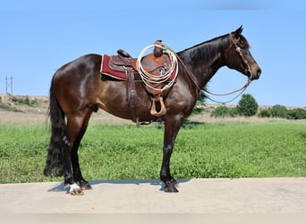 Caballo cuarto de milla, Caballo castrado, 6 años, 152 cm, Negro