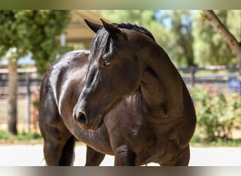 Caballo cuarto de milla, Caballo castrado, 6 años, 152 cm, Negro