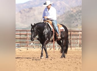 Caballo cuarto de milla, Caballo castrado, 6 años, 152 cm, Negro