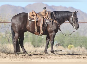Caballo cuarto de milla, Caballo castrado, 6 años, 152 cm, Negro