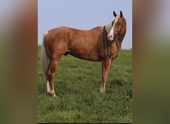 Caballo cuarto de milla, Caballo castrado, 6 años, 152 cm, Palomino